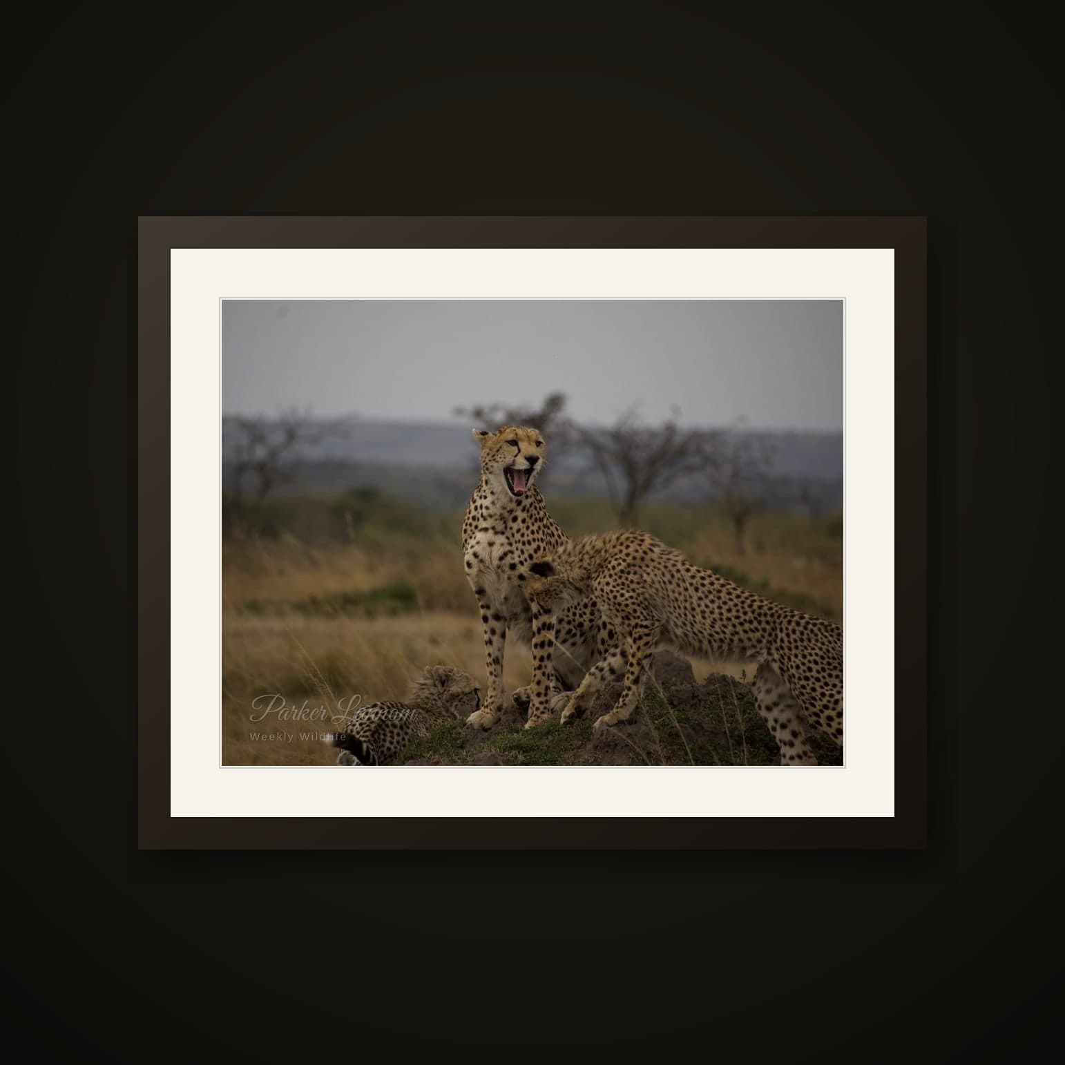 Cheetahs on the Mound shown as a Fine-art paper