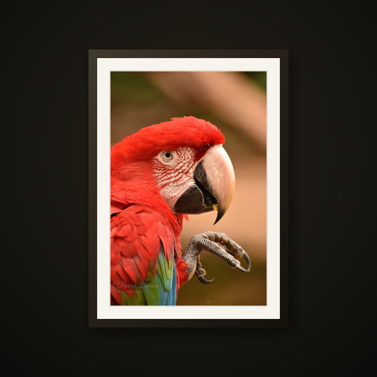 Green-winged Macaw shown as a Fine-art paper