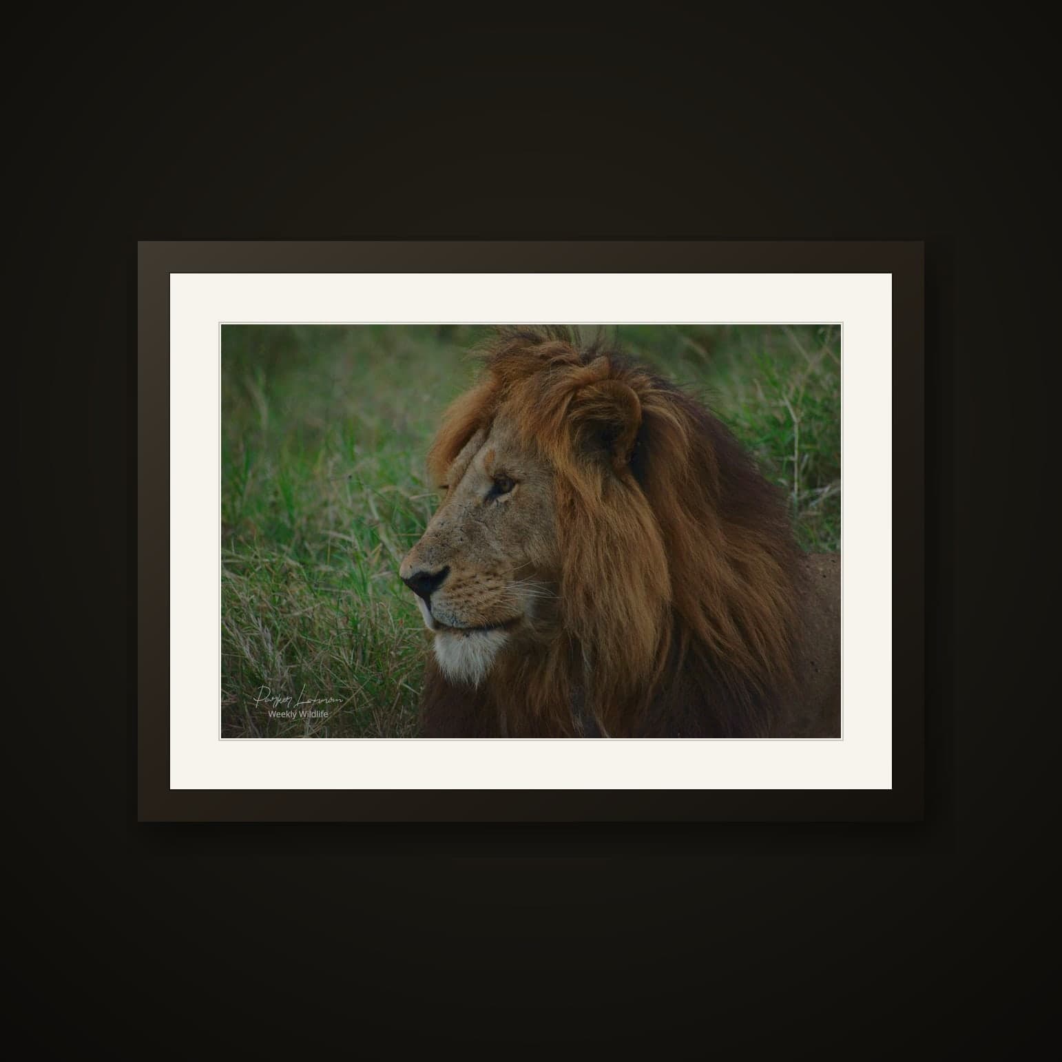 Lion in the Long Grass shown as a Fine-art paper