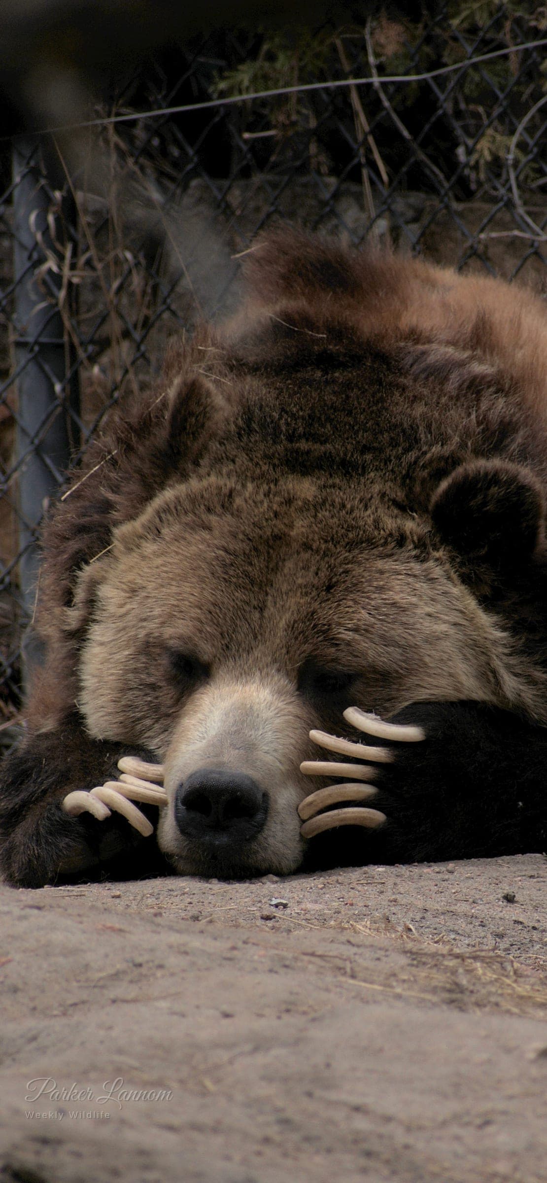 A brown bear lying down with its head resting on its paws